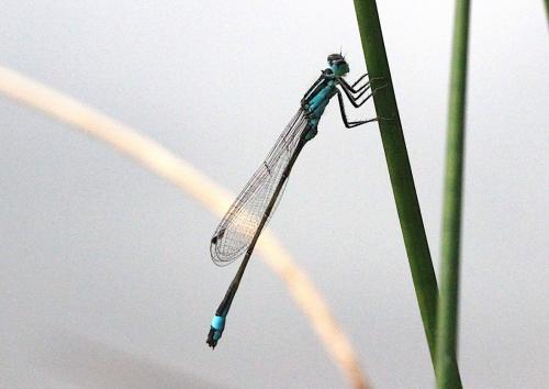 Ischnura elegans